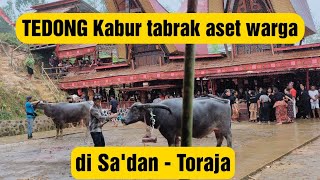 HEBOH !! Tedong kabur baku kejar tabrak aset warga di Sa'dan Pesondongan -Toraja Utara