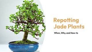 Repotting Jade Plants : When, Why, and How to #jadeplant #indoorplants