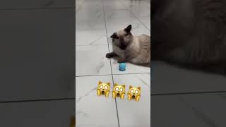 NAFTUS Interactive smart Electric Automatic Rolling Ball Cat Toys