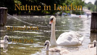 Nature in London Parks | Semi unlocked