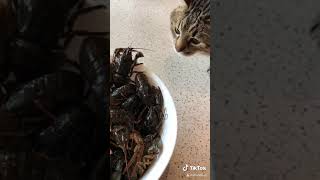 Cute Funny CATS Tik Toks / Кот в Тик Ток #степа