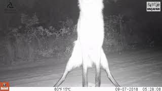 Lobo-guará marcando território (defecando)