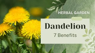 7 Health Benefits of Dandelion