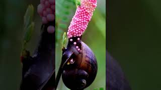 🐌 Caracol Poniendo sus huevos