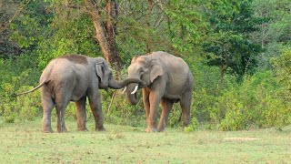 Affectionate & loving Asian Elephants at Jhilmil Jheel Conservation Reserve