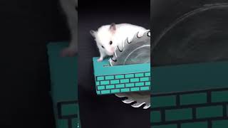 Hamster 🐹 vs chainsaw