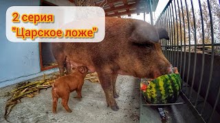 Дюрки в новом доме / ПОДСТИЛКА ИЗ ДУБОВЫХ ЛИСТЬЕВ. Теплый пол не работает?