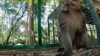 Парк обезьян в Убуде, Monkey Forest Padangtegal Ubud, Индонезия, Бали, Убуд 2024 часть 5