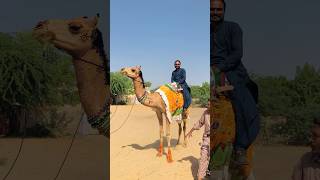 Camel ride ke maje #shorts  #shortvideo  #toutubeshort