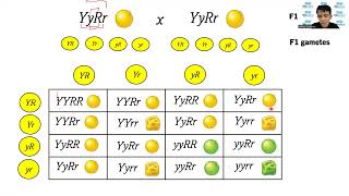 Dihybrid Cross