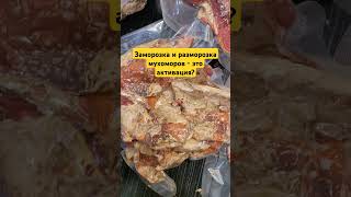 Заморозка и разморозка мухоморов - это активация? #микродозингмухомора #ежовик