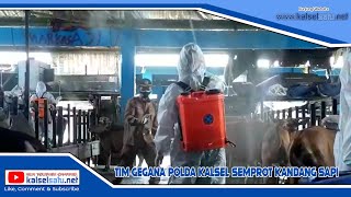 Tim Gegana Polda Kalsel Semprot Kandang Sapi