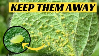 How to Get Rid of Aphids and Protect Plants from Infestation