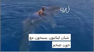 شبان لبنانيون يسبحون مع #حوت  ضخم 😱🐋🇱🇧