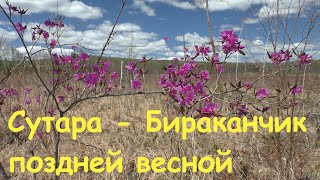 Сутара Бираканчик поздняя весна 2020 года