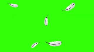 Feather Green Screen