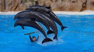 Dolphin Show  "The Complete SeaWorld"  Georgia Batumi