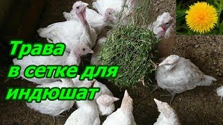 Трава в сетке для индюшат