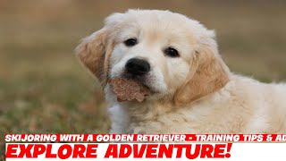 Skijoring with a Golden Retriever - Training Tips & Advice