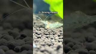 What can you feed shrimps