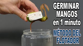 GERMINAR MANGOS en 1 minuto.  ¡MÉTODO del FLOTADOR!!