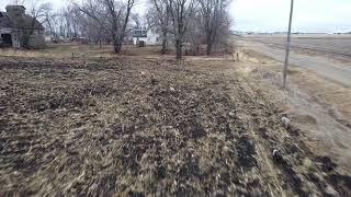 Herding pigs with a drone