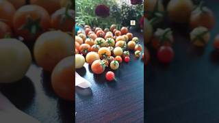 #Cherry #Tomatoes #Shorts #FoodBox. #Viral #YouTube