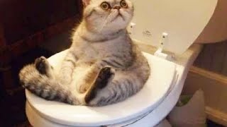 Hilarious Cats Compilation 😂 Viral Videos 2020 [Funny Pets]