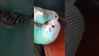 Budgies Chicks | love birds | #shorts #shortvideo #budgies