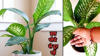 Dumb cane | most poisonous plants in india | dumb cane poisoning in hindi