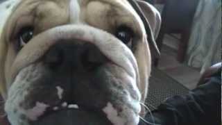 English Bulldog ELVIS