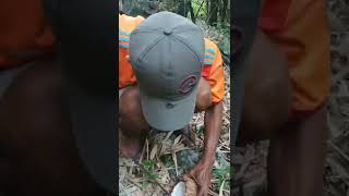 Memasang jerat babi hutan umpan kelapa!!