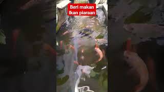 Beri makan ikan piaraan di pagi ini. semoga cepat besar dan cepat bertelur #berimakan #ikanpiaraan