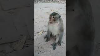 Joey monkey help his member fron two youngster - ML031