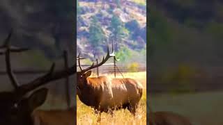 Beautiful Horns 🤘 #shorts #animals