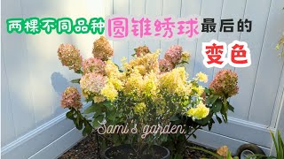 【花の物语】63 逐渐变色的两棵不同品种圆锥绣球令人欣喜的过程#圆锥绣球#种花养花