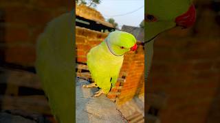 #new।#parrot ।#viral ।#trending ।#youtubeshorts ।#video ।#nature ।#parrots ।#shorts ।#subscribe ।#3m