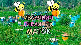 Изоляция маток / Первый опыт 2021-2022