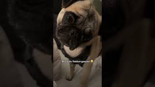 Funny Dog