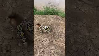 Smart DuDu baby monkeys take care his sister the morning