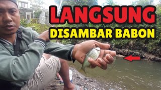 Microfishing - Mancing Wader Kepek Di Sungai Dengan Umpan Lumut Batu Hasilnya Babon Babon