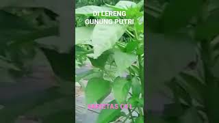 VARIETAS C41 dilereng gunung putri malu