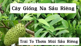 Giống Na Thơm Mùi Sầu Riêng Trồng Được Cả 3 Miền Chịu Nhiệt Thích Nghi Tốt