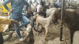 ajmer baqra mandi goat market Ajmer Rajasthan #goatfarming #animal #qurbanicollection #bakramandi