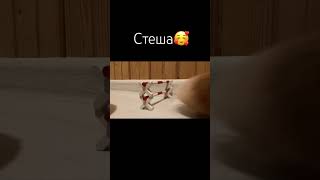 Хомячка по имени Стеша прыгает🥰  милота 😻 #конкур #хомяк