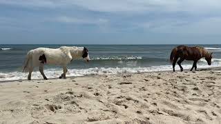 Assateague island, MD Horsies