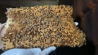 Cutting out Hey Bee Hive located in Mitchell, SD. #HandsomeOrHandy #Beekeeping #SaveTheBees