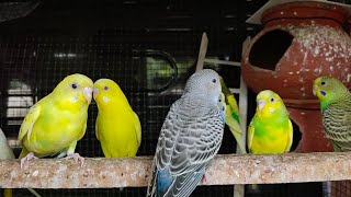 Budgies chirping | DAY17 | By akshimokshi8415