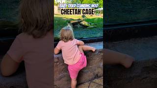 baby tried climbing into the cheetah exhibit #nofear #baby #cheetah