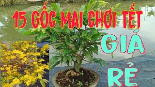 15 gốc mai thuần châu, chơi Tết, nụ nhiều, giá siêu rẻ